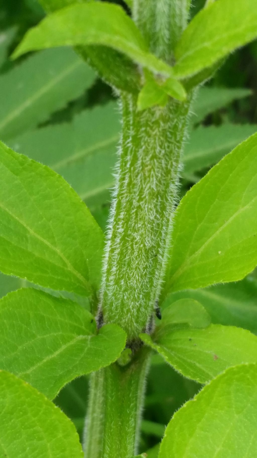 Foglie di....Sambucus ebulus (Adoxaceae)